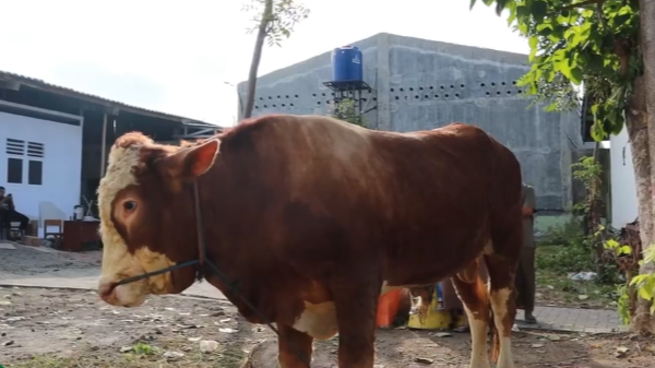 Qurban PC Banyuwangi