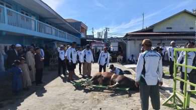 Semangat Idul Adha 1446 H, Al Irsyad Banjarmasin sembelih 9 hewan qurban & bagikan 900 paket daging untuk warga dan kaum dhuafa.